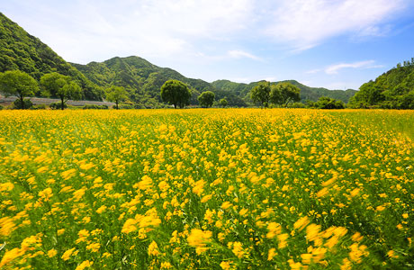 금강비경 1선 옥천유채꽃단지