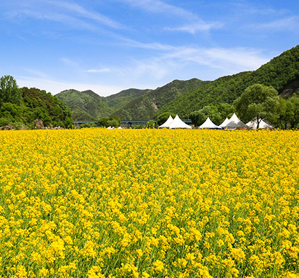 유채꽃 축제 사진